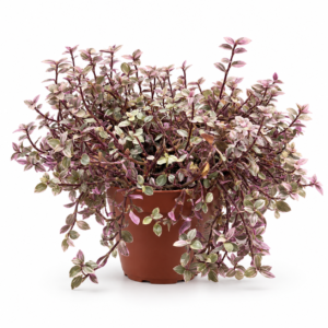 Tradescantia Flum. - pot de 13 cm
