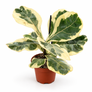 Ficus Lyrata Variegata - pot de 10.5 cm