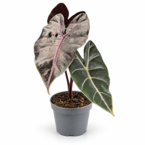 Alocasia Longiloba Purple Vein - pot de 12 cm