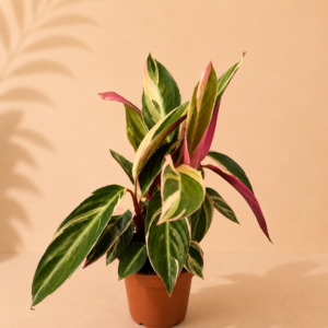 Calathea Triostar - pot de 14 cm