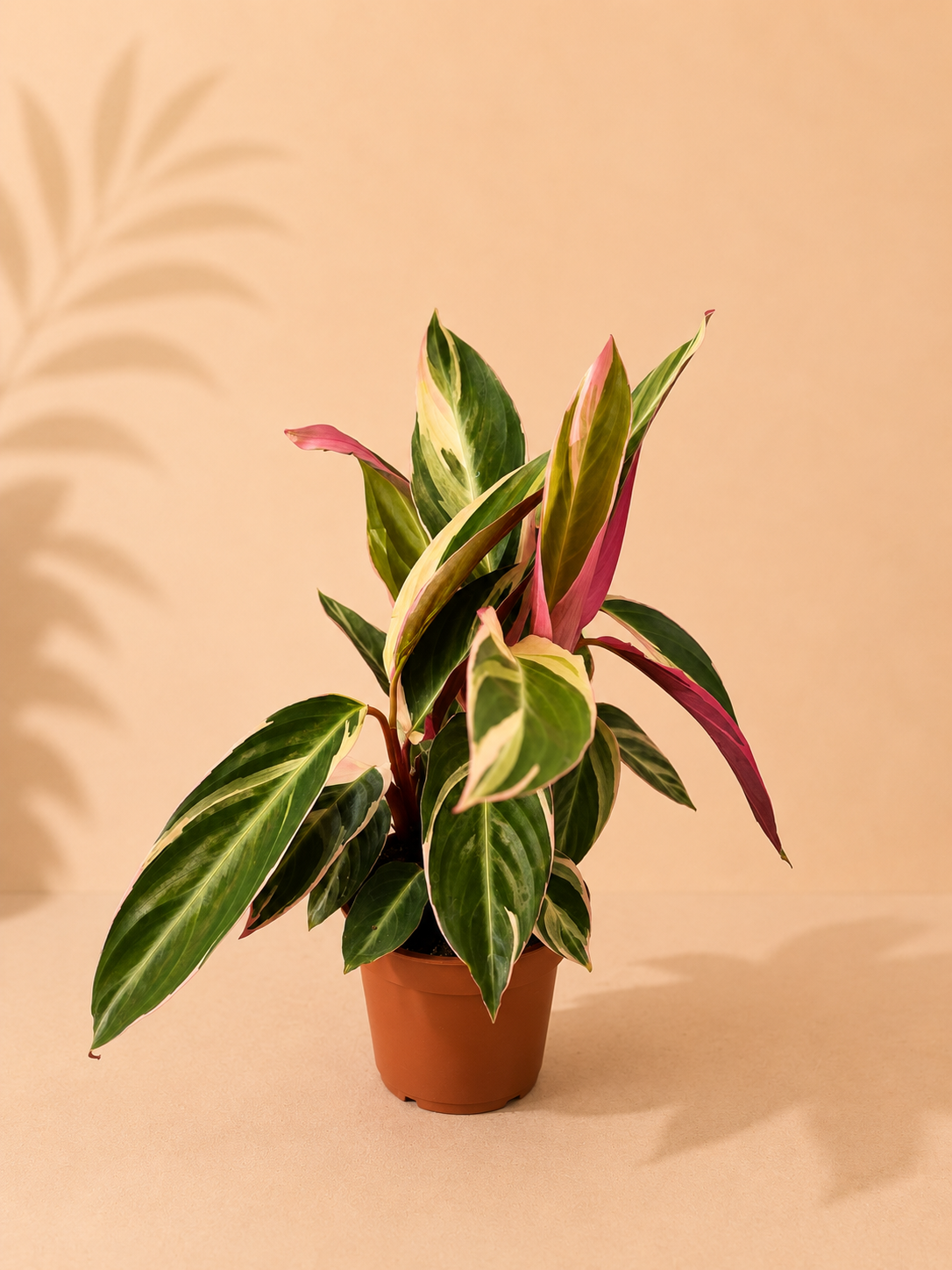 Calathea Triostar - pot de 14 cm