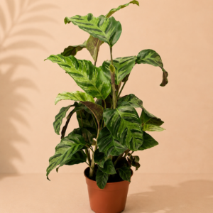 Calathea Greenstar - pot de 12 cm