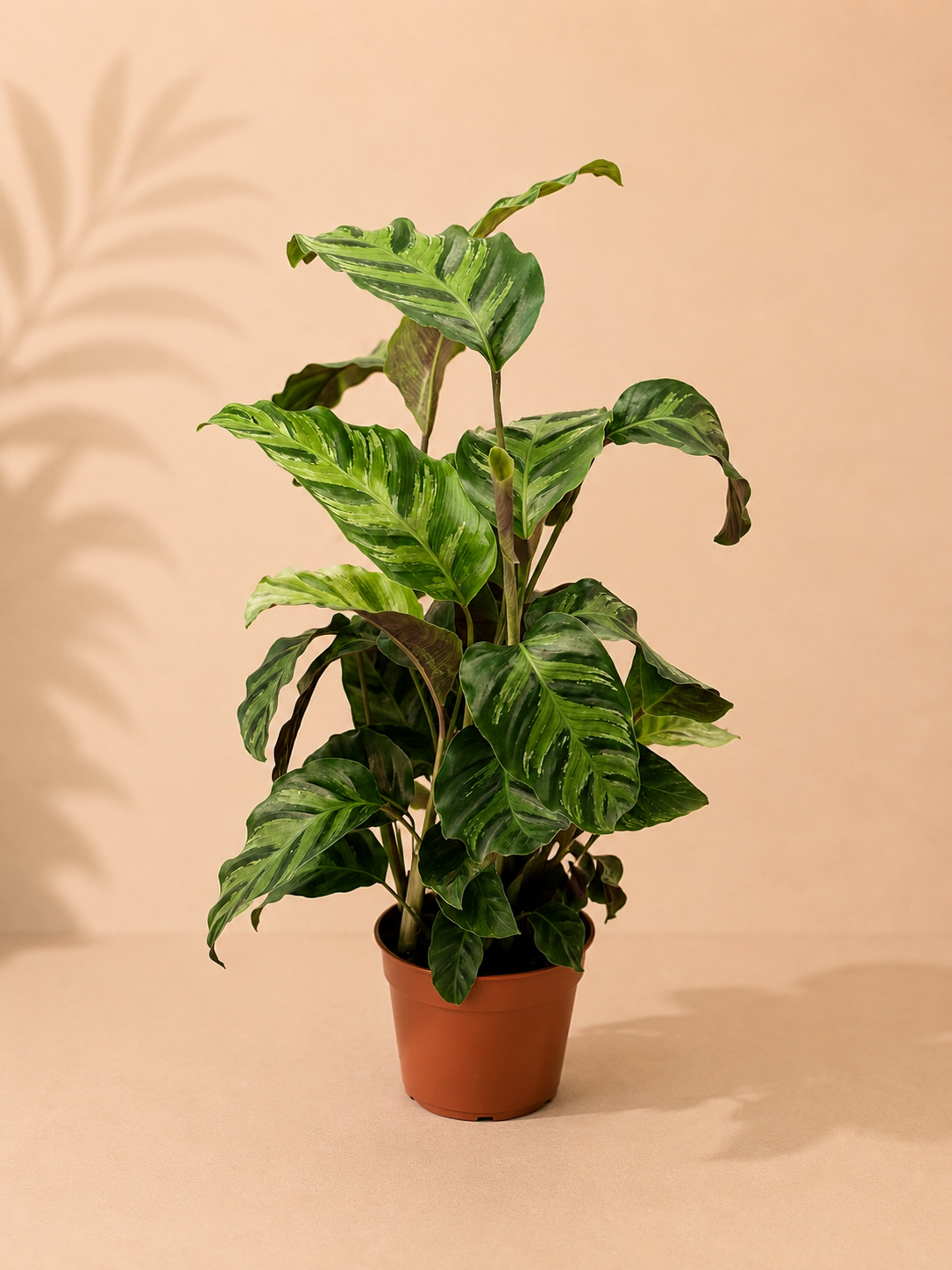Calathea Greenstar - pot de 12 cm