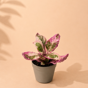 Hemigraphis Snow White - pot de 6 cm