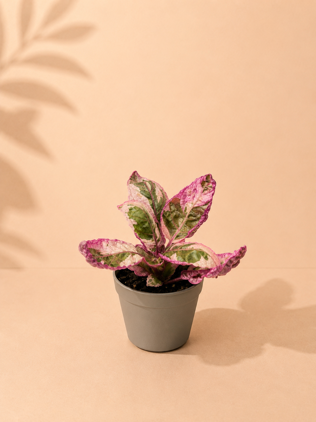 Hemigraphis Snow White - pot de 6 cm