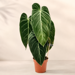 Philodendron Melanochrysum - pot de 12 cm