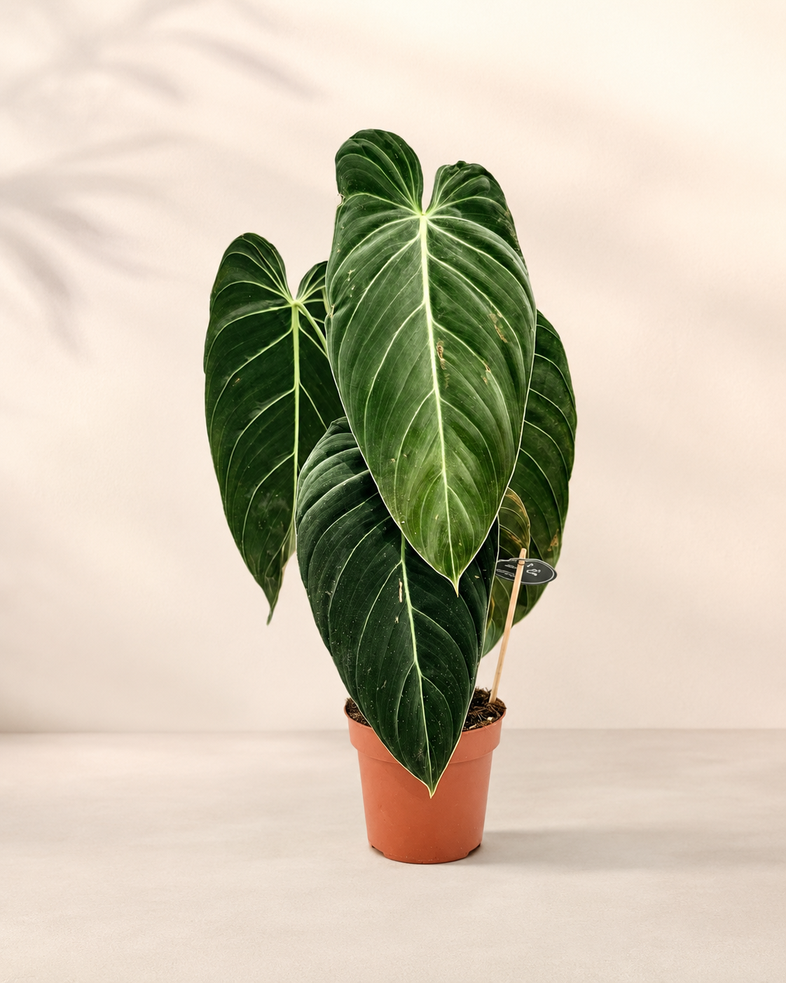 Philodendron Melanochrysum - pot de 12 cm