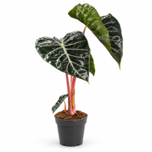 Alocasia Pink Dragon - pot de 14 cm