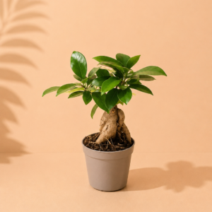 Ficus Microcarpa : pot de 7 cm