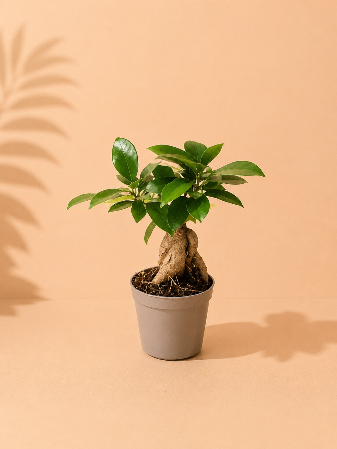 Ficus Microcarpa : pot de 7 cm