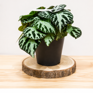 Begonia Silver Jewel: Pot de 14 cm