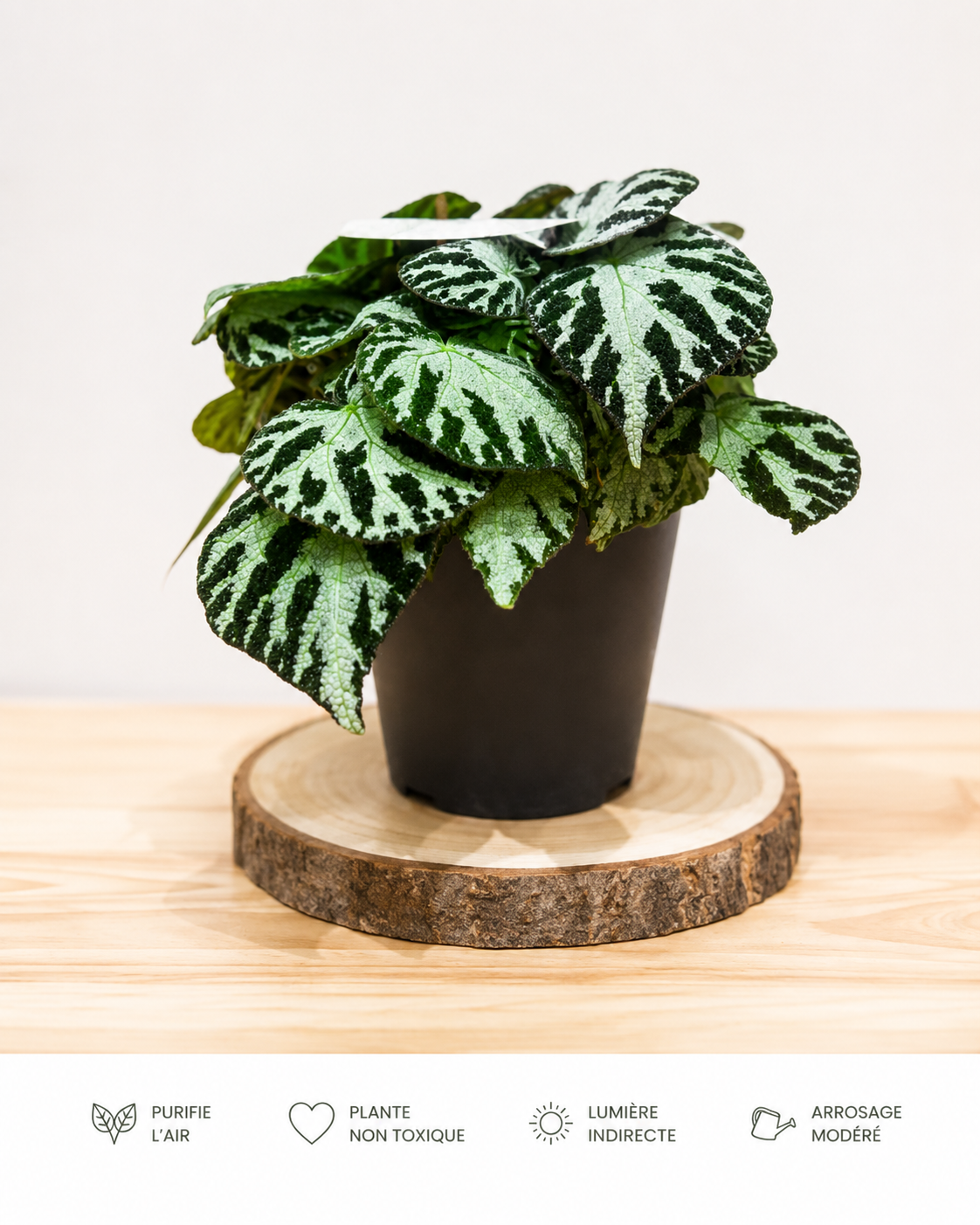 Begonia Silver Jewel: Pot de 14 cm