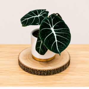 Alocasia Black Velvet: Pot de 12 cm