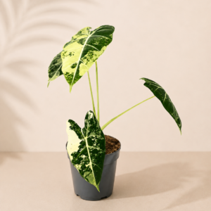 Alocasia Frydek Variegata - pot de 12 cm