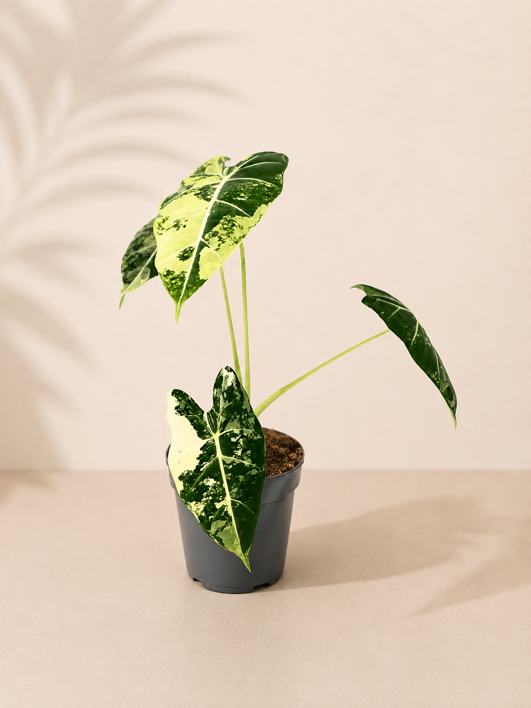 Alocasia Frydek Variegata - pot de 12 cm