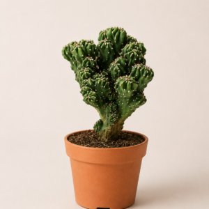 Cactus - pot de 12 cm