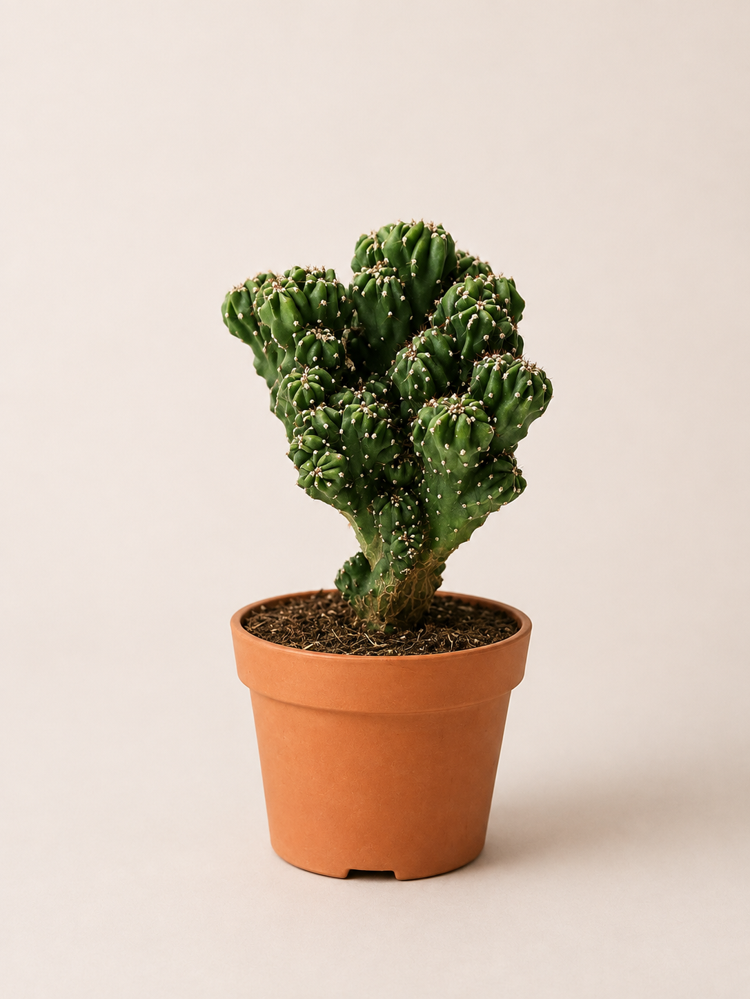 Cactus - pot de 12 cm