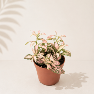 Fittonia Pink: pot de 8,5 cm