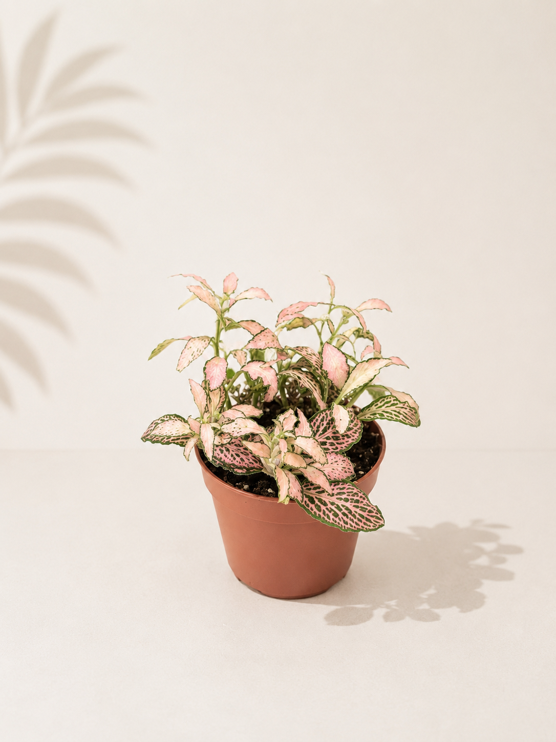 Fittonia Pink: pot de 8,5 cm