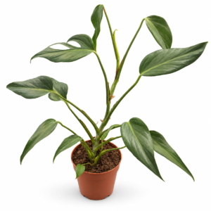 Monstera Burle Marx Flame - pot de 14 cm