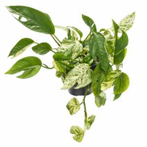 Epipremnum Marble Variegata - pot de 12 cm