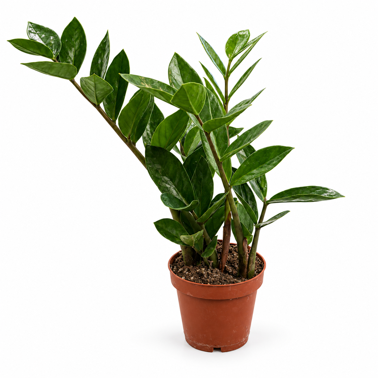 Zamioculcas - pot de 12 cm