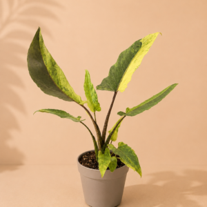 Alocasia Lauterbachiana Variegata - pot de 12 cm