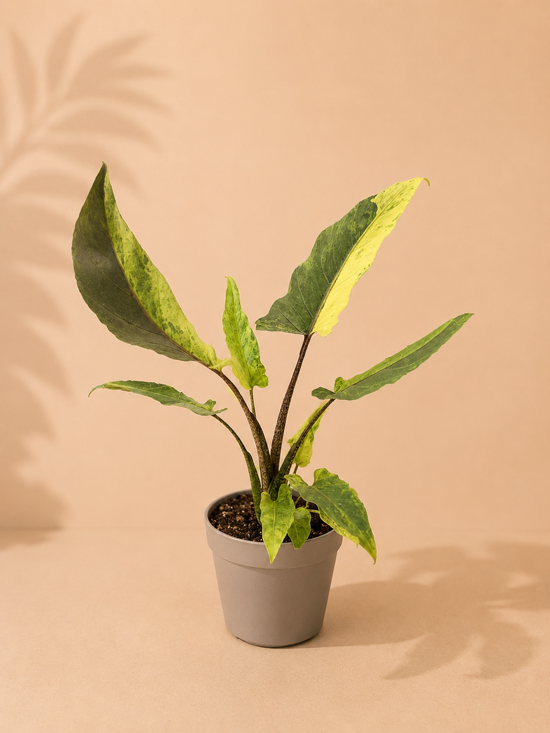 Alocasia Lauterbachiana Variegata - pot de 12 cm