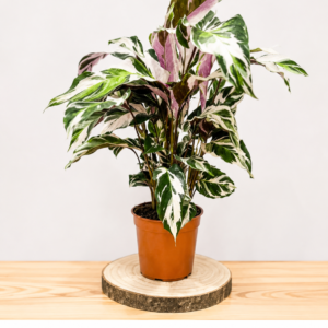 Calathea Stella: Pot de 14 cm