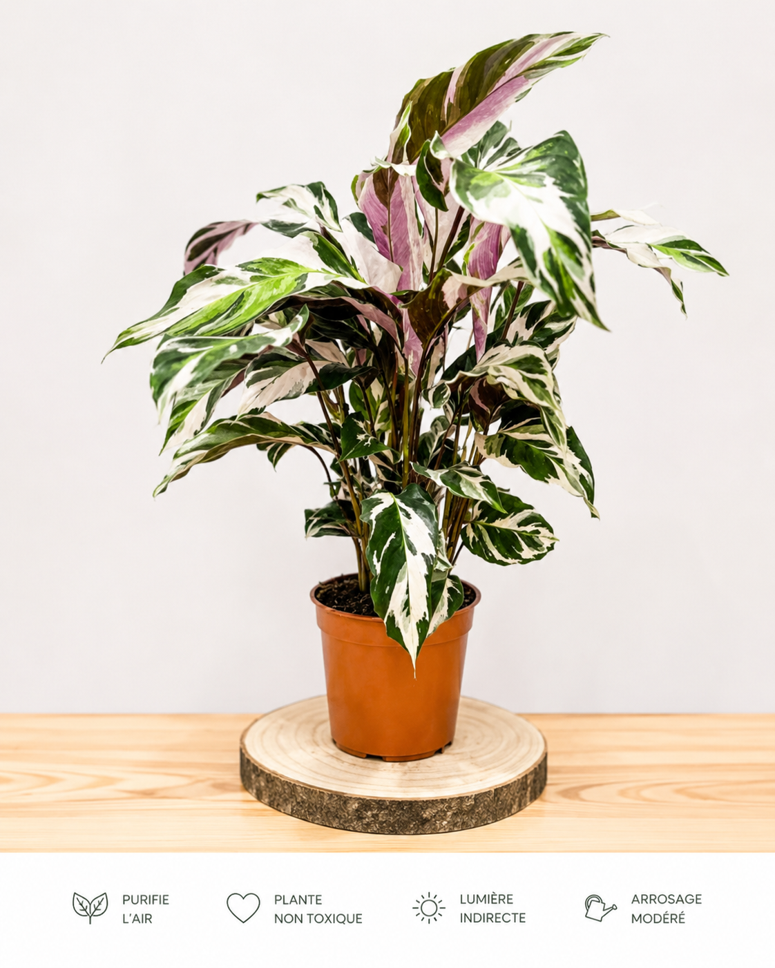 Calathea Stella: Pot de 14 cm