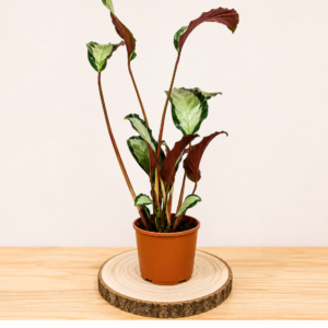 Calathea Green: Pot de 12 cm