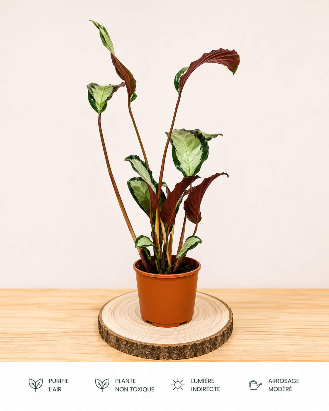 Calathea Green: Pot de 12 cm