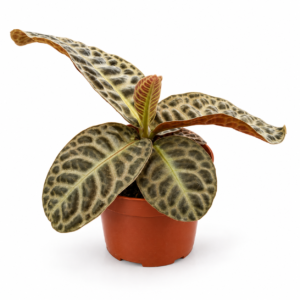 Labisia Turtle Back - pot de 10.5 cm