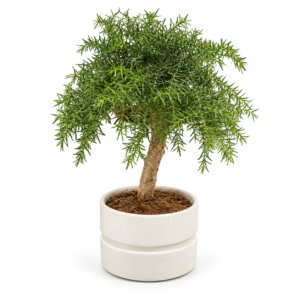 Bonsai Araucaria Cunninghamii + pot blanc
