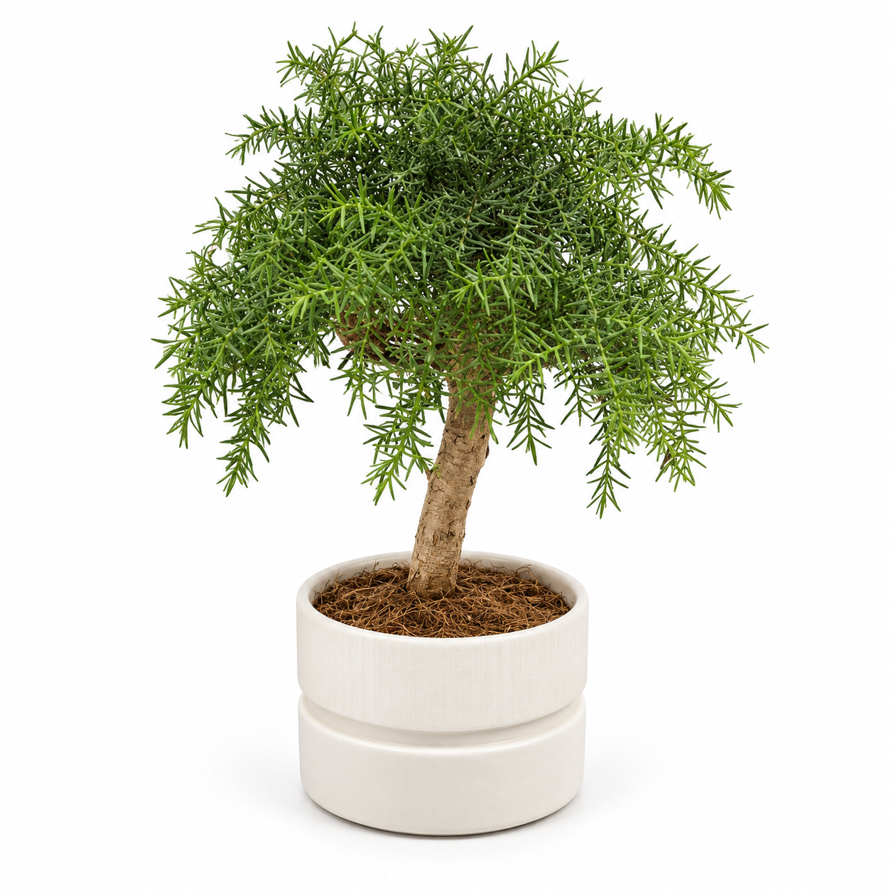 Bonsai Araucaria Cunninghamii + pot blanc