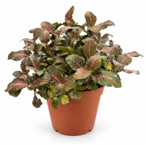 Fittonia Rouge - pot de 12 cm