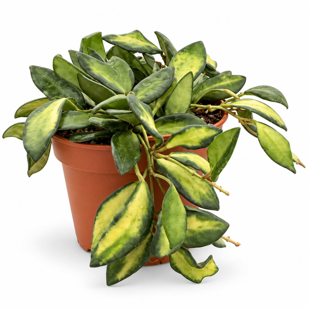 Hoya - pot de 12 cm