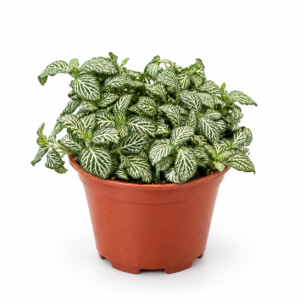 Fittonia Green - pot de 12 cm