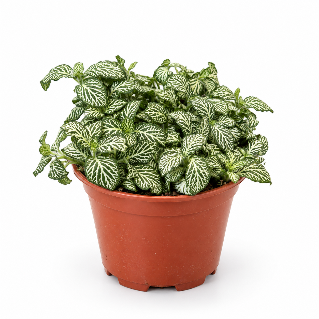 Fittonia Green - pot de 12 cm