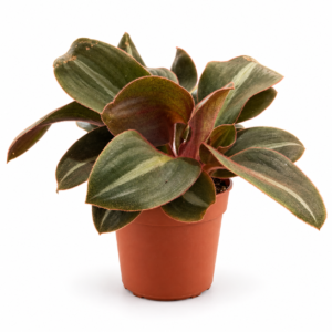Tradescantia Siderais Fuscata - pot de 12 cm