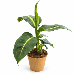 Dieffenbachia Magic - pot de 11 cm