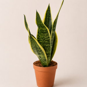Sanseviera - pot de 12 cm