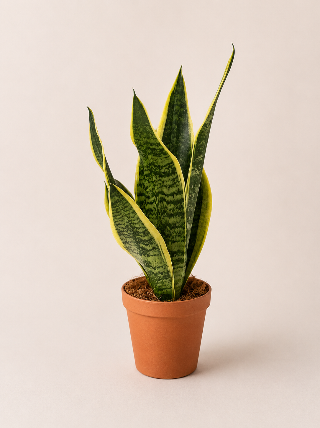 Sanseviera - pot de 12 cm