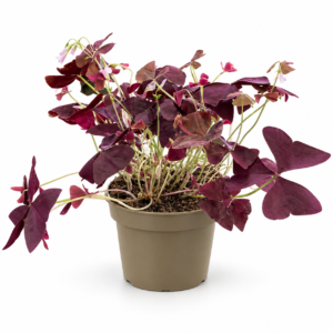 Oxalis - pot de 12 cm