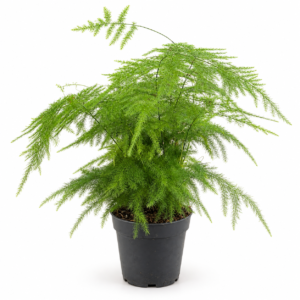 Asparagus - pot de 12 cm