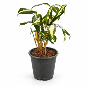 Dracaena Milky Way - pot de 12 cm
