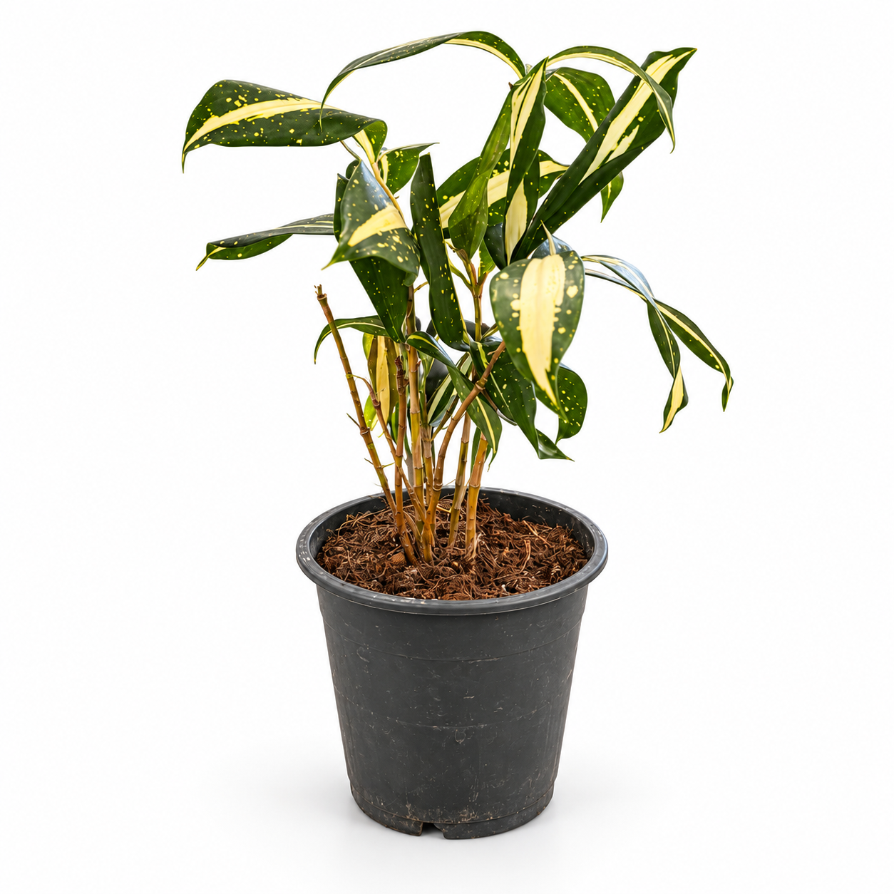 Dracaena Milky Way - pot de 12 cm