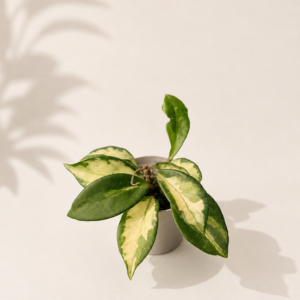 Hoya Carnosa : pot de 6 cm