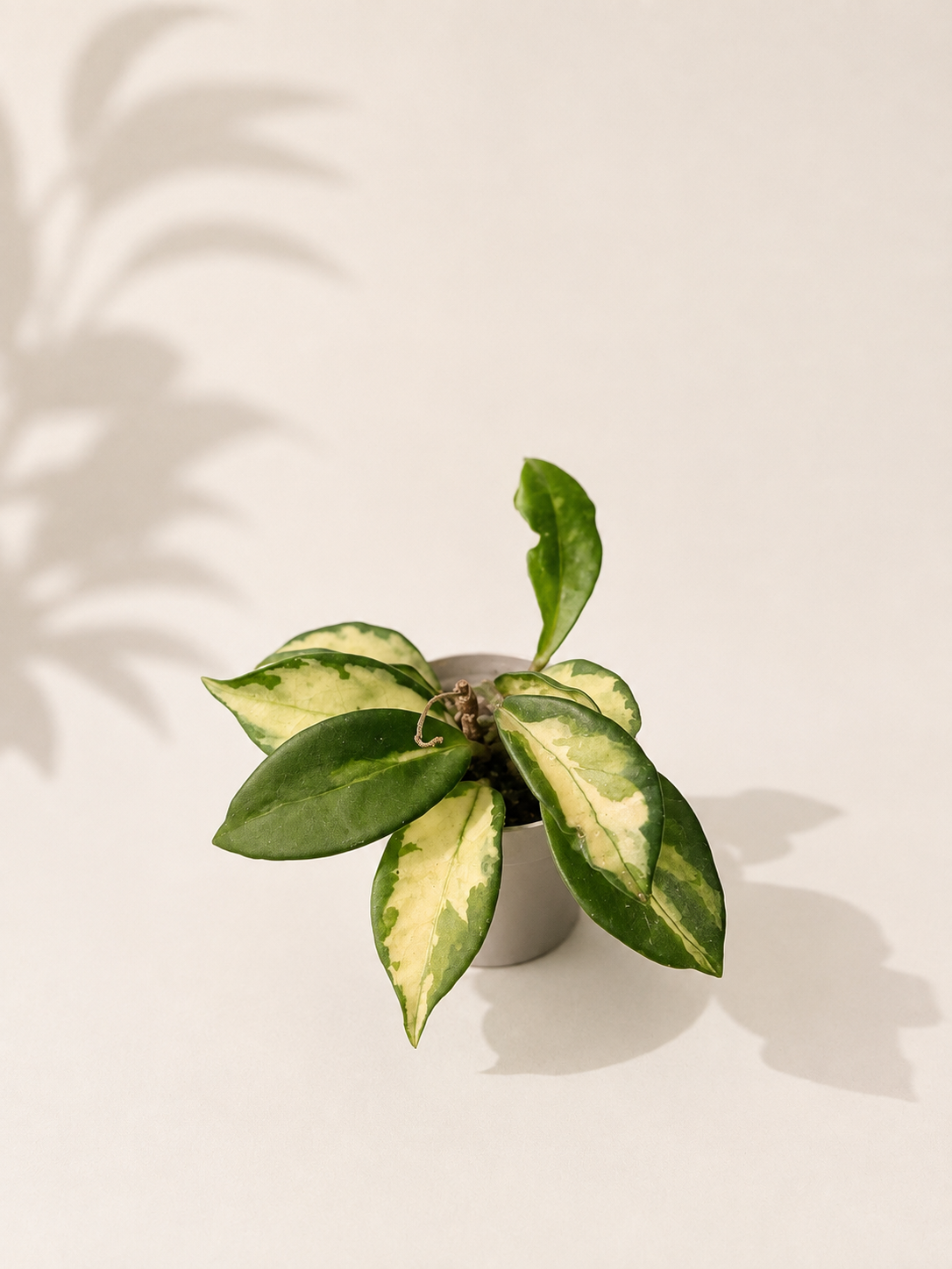 Hoya Carnosa : pot de 6 cm