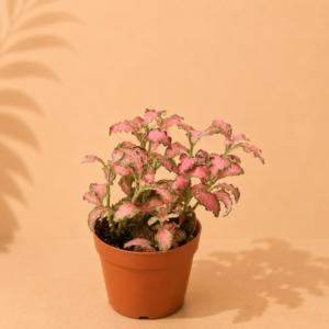 Fittonia Red : pot de 8,5 cm